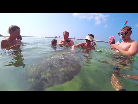 Видео: Шри-Ланка. В Велигаму из Унаватуны. Дикая черепаха и Кушта Раджа. Остров Тапробан и река Ганга #97