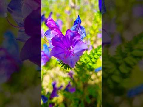 Видео: #летние