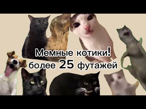 Видео: Футажи с котиками для монтажа видео | InnaBeeb