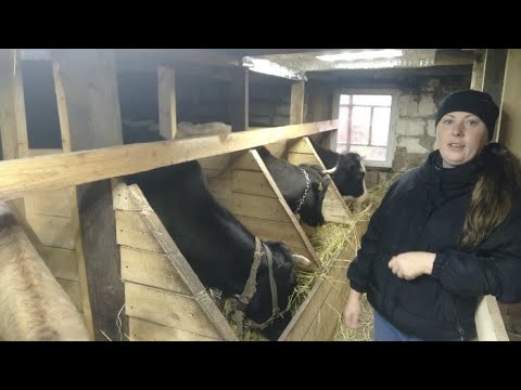 Видео: Купили новую корову Голштинской породы.