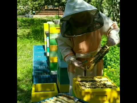 Видео: Формируем отводок в Альпийских ульях.