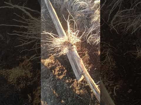 Видео: Когда убираю стебли табака и о крепости сигарных сортов.