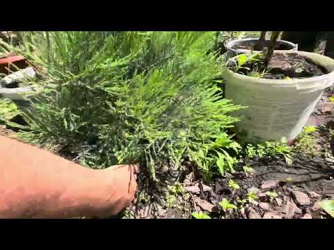 Видео: Размножение Секвоядендрона. Результат укоренения черенками