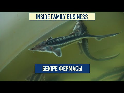 Видео: Балық шаруашылығы: табысты еселеудің тиімді жолы | Inside Family Business