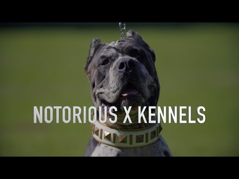 Видео: Знаменитые кане-корсо и североамериканские мастифы