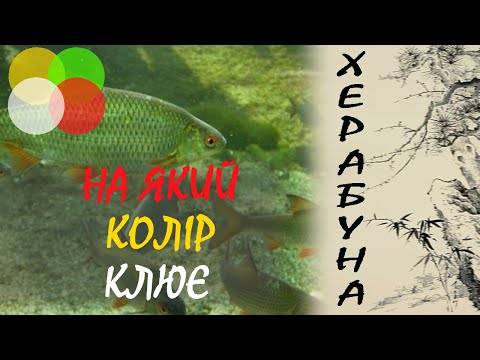 Видео: Який колір провокує клювання риби. + Рецепт тіста