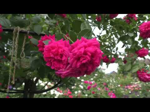 Видео: Розовые штамбы. Почвопокровная Штадт Ром.