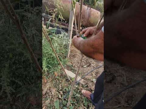 Видео: пайванди гелос ҳамин руз(2)