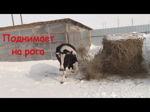 Видео: Корова пытается поднять нас на рога!