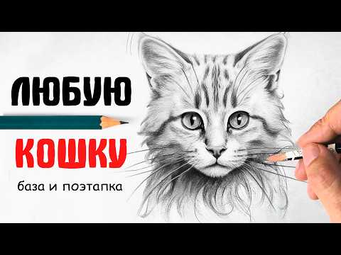 Видео: Как нарисовать кошку. ЛЮБУЮ И ЛЕГКО