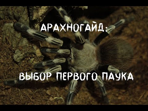 Видео: 🕷Арахногайд: Выбор первого паука. Топ 10 пауков для новичка.🕷