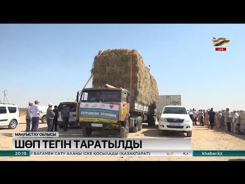 Видео: Маңғыстауға өзге аймақтардан шөп толассыз жеткізіліп жатыр