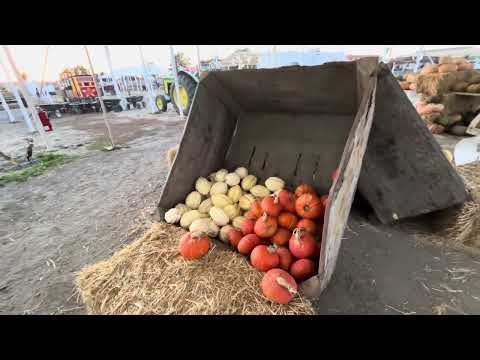 Видео: Pumpkin  Patch. Покупка тыквы. 🎃