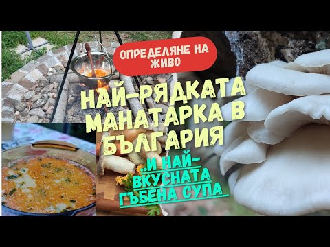 Видео: Най-рядката #манатарка в България и Най-вкусната #гъбена #чорба