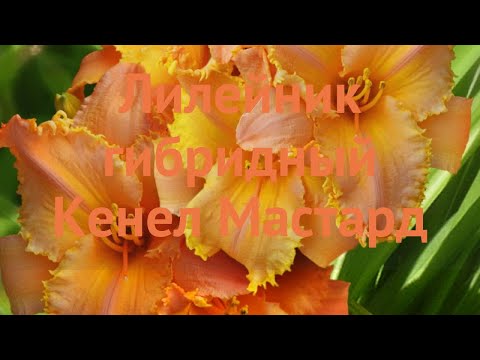 Видео: Лилейник гибридный Кенел Мастард (hemerocallis) 🌿 обзор: как сажать, саженцы лилейника Кенел Мастард