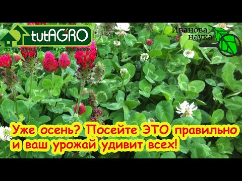 Видео: СИДЕРАТЫ ЭФФЕКТИВНЕЕ В ДЕСЯТКИ РАЗ! Любые сидераты станут лучше, если сделаете как я.