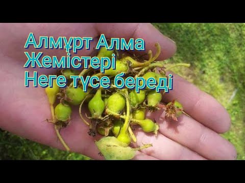 Видео: Алмұрт Алма жемістерін түсірмеу ұшын осылай жасаңыз😲☝️👍👍.Мол жеміс алудың жолдары