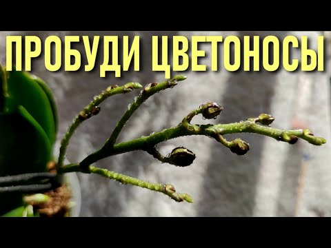 Видео: ДЛЯ ПЫШНОГО ЦВЕТЕНИЯ СДЕЛАЙТЕ ЭТО!! ВОДНЫЙ МЕТОД АКТИВАЦИИ ПЫШНОГО ЦВЕТЕНИЯ ОРХИДЕЙ С РЕЗУЛЬТАТОМ!!!