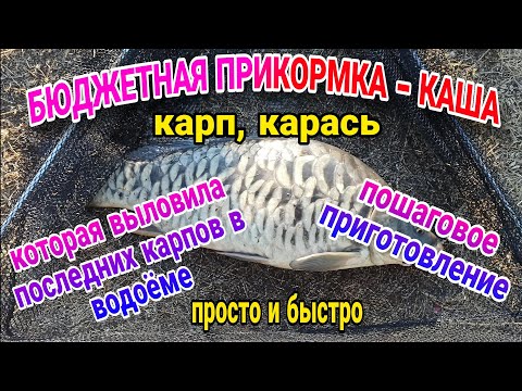 Видео: Очень уловистая бюджетная прикормка-каша, которая убойно ловит карпа и карася, при  пассивном клеве.