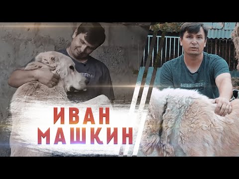 Видео: ЗАМЕТКИ КИНОЛОГА: Чистокровные азиаты