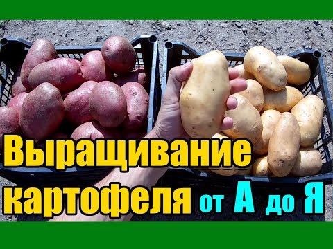 Видео: Выращивание картофеля от А до Я