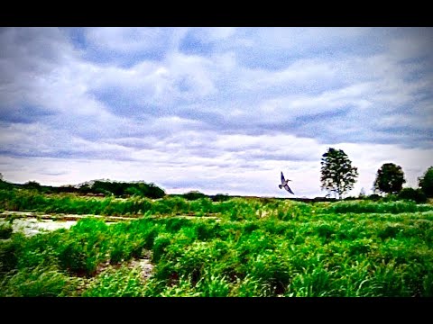 Видео: Охота на бекаса с эпаньолем Беллом. Красивые кадры и удачные выстрелы