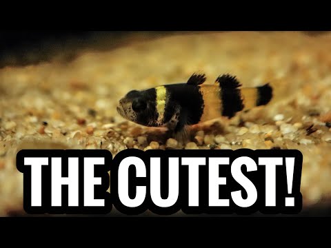 Видео: Бычки-шмели — мои самые маленькие аквариумные рыбки!