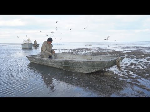 Видео: Аралда балық көбейіп келеді