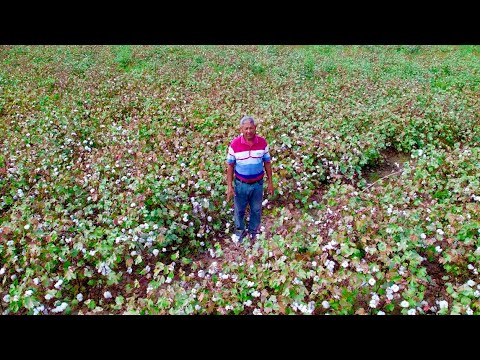 Видео: 2025📍💥 Пахта-чини дар Ноҳияи Дусти / Эргаш Султонов / Первоймай / Бригадир: Эргеш Ширгелдиев