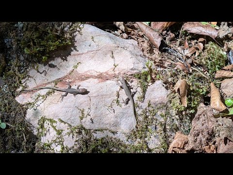 Видео: Водопады на реке Ажек, или Долиной реки Сочи. Осень, талая вода, ящерки и божьи коровки одновременно