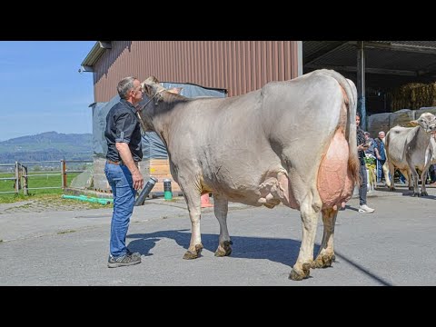 Видео: 🌍Молбозор ё Auktion  нархҳо дар Германия 🥬🥬🥬