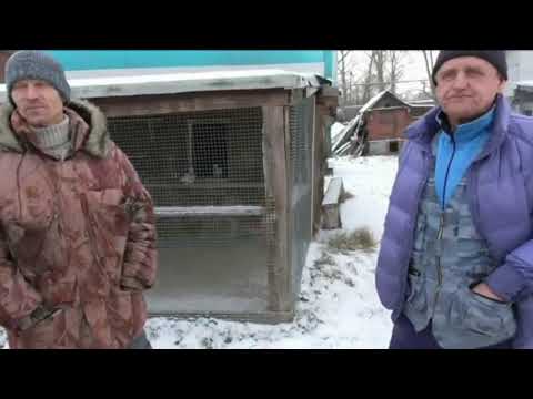 Видео: Свердловские высоколетные голуби! В гостях у Сергея Махнёва. Ноябрь 2018 год.