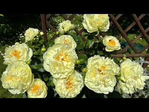 Видео: Мой самый ранний пион - сорт «Лемон Шифон (Lemon Chiffon)»