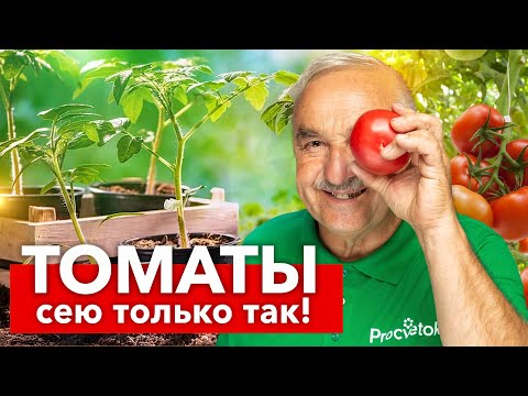 Видео: ТЕПЕРЬ СЕЮ ТОМАТЫ ТОЛЬКО ТАК! Рассада всегда коренастая, здоровая и урожай собираю ведрами