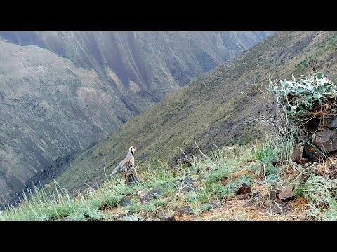Видео: Модкабк Шикори Бахори Шикори. Модкабк Мастак шикор  Хела гамдод руст нашид