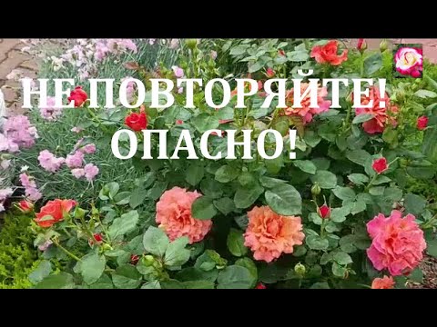 Видео: ОШИБКИ ВЫРАЩИВАНИЯ РОЗ. НАЧИНАЮЩИМ
