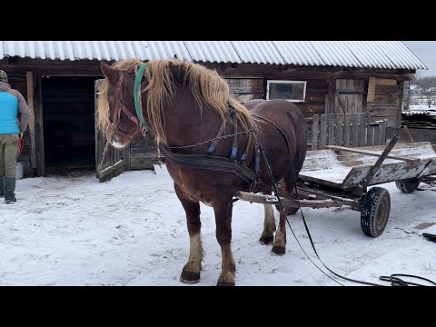 Видео: Коні Ваговози.Чудова Поїздка на Рівненщину.Жеребець Репер.Еліта Новоолександрієвської Породи.Продаж