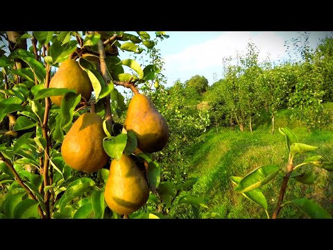 Видео: Часть 3. Обзор плодоношения некоторых сортов груши