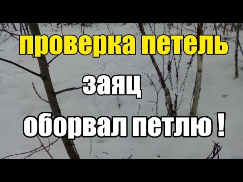Видео: Проверка Петель на Зайца