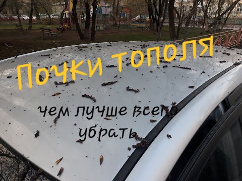 Видео: Почки тополя, Чем отмыть и не испортить л.к.п.