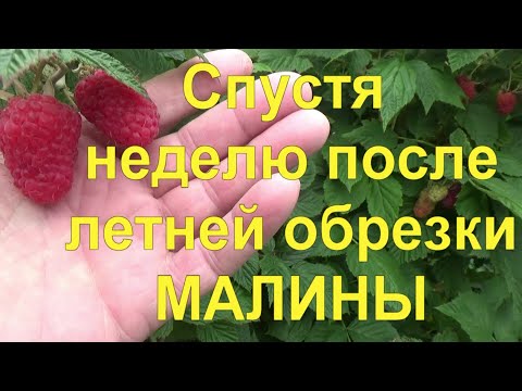 Видео: 19. МАЛИНА по методу Соболева. Часть 3 - после летней обрезки результаты превзошли все ожидания!