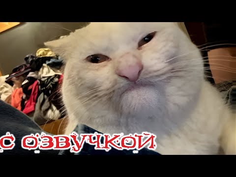 Видео: Приколы с котами!! С ОЗВУЧКОЙ! СМЕШНЫЕ КОТЫ! Самые смешные животные!