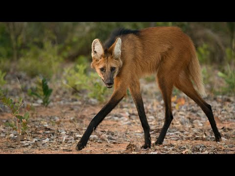 Видео: ПСОВЫЕ: самые необычные представители рода волков!