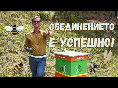Видео: УСПЕШНО ОБЕДИНЕНИЕ на ПЧЕЛНИ СЕМЕЙСТВА