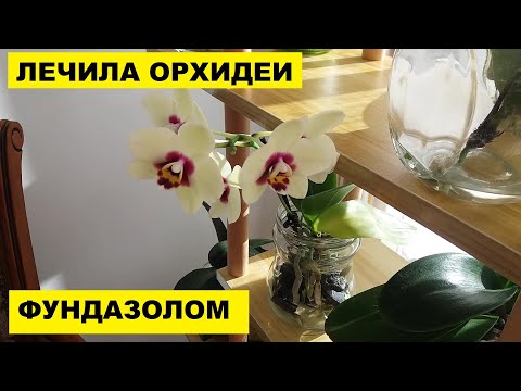 Видео: ЛЕЧИЛА ОРХИДЕИ ФУНДАЗОЛОМ