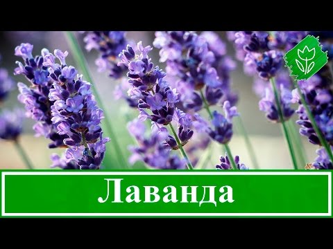 Видео: 💐 Цветы лаванда: посадка и уход в открытом грунте: выращивание лаванды в саду, виды и сорта лаванды