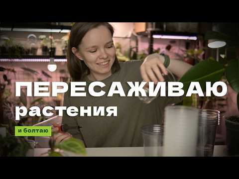 Видео: Пересадка антуриума, алоказии и филодендрона