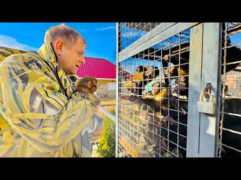 Видео: УРА! Маечке СОЗДАЛИ СЕМЬЮ и она первый раз встречает макак-подружек и начинает за ними ГОНЯТЬСЯ)))