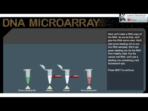 Видео: Часть 7. Флюоресцентная гибридизация in situ (FISH)