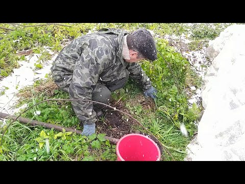 Видео: Посадил КАРТОФЕЛЬ ПО-ЛЕНИВОМУ и выкопал небывалый урожай